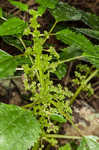 Canadian clearweed